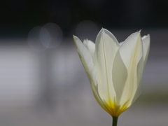 チューリップ２