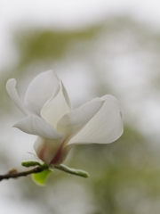 辛夷（コブシ）２