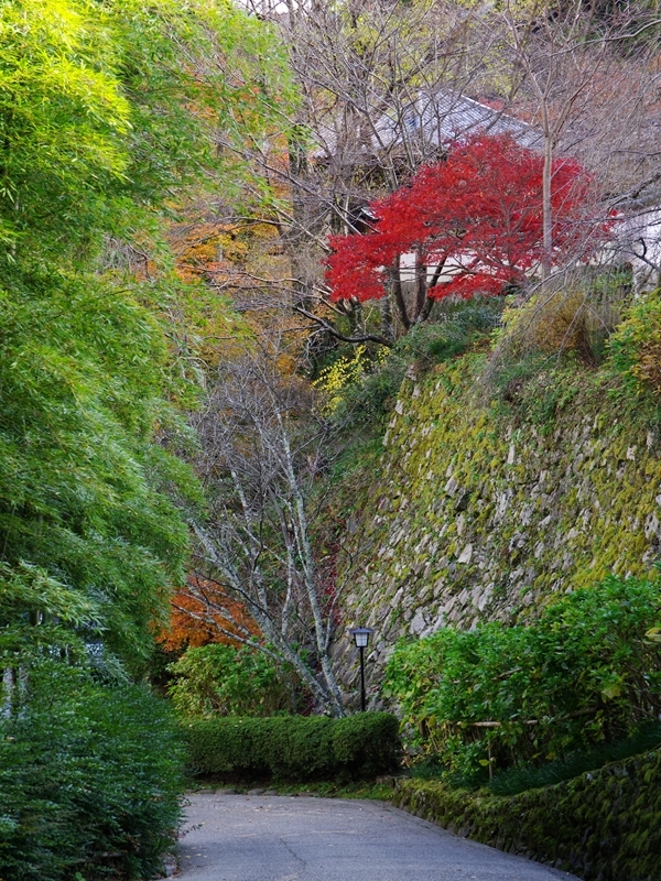長谷寺の紅葉１