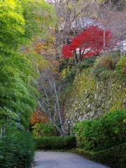 長谷寺の紅葉１