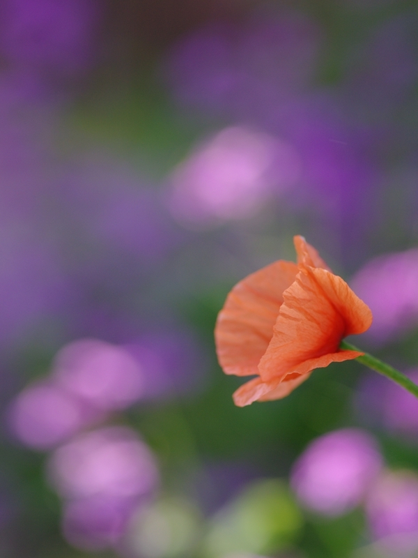 長実雛罌粟（ナガキヒナゲシ）６