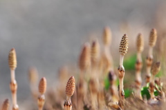 春を運ぶ野草花（ツクシ）