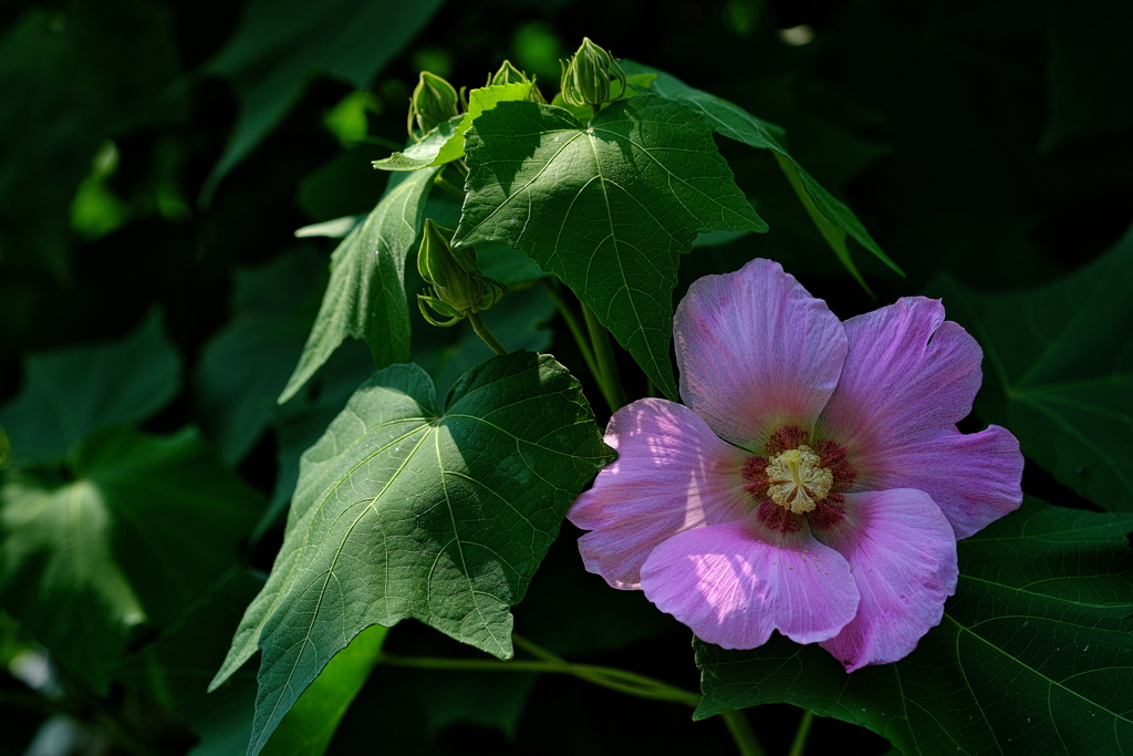 市民会館の芙蓉（フヨウ）が咲いた１