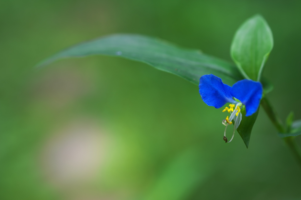 道端に咲く露草（ツユクサ）