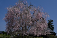 円山公園の祇園の夜桜の子桜