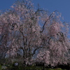 円山公園の祇園の夜桜の子桜