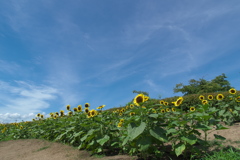 馬見丘陵公園の向日葵（ヒマワリ）