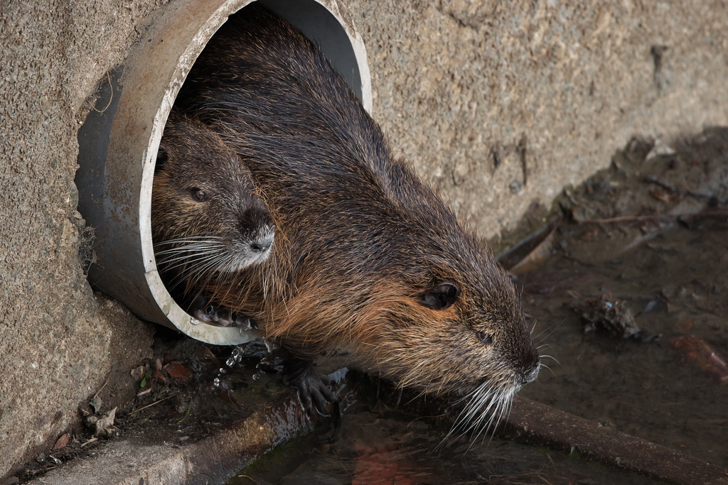 溜池に棲むヌートリア２