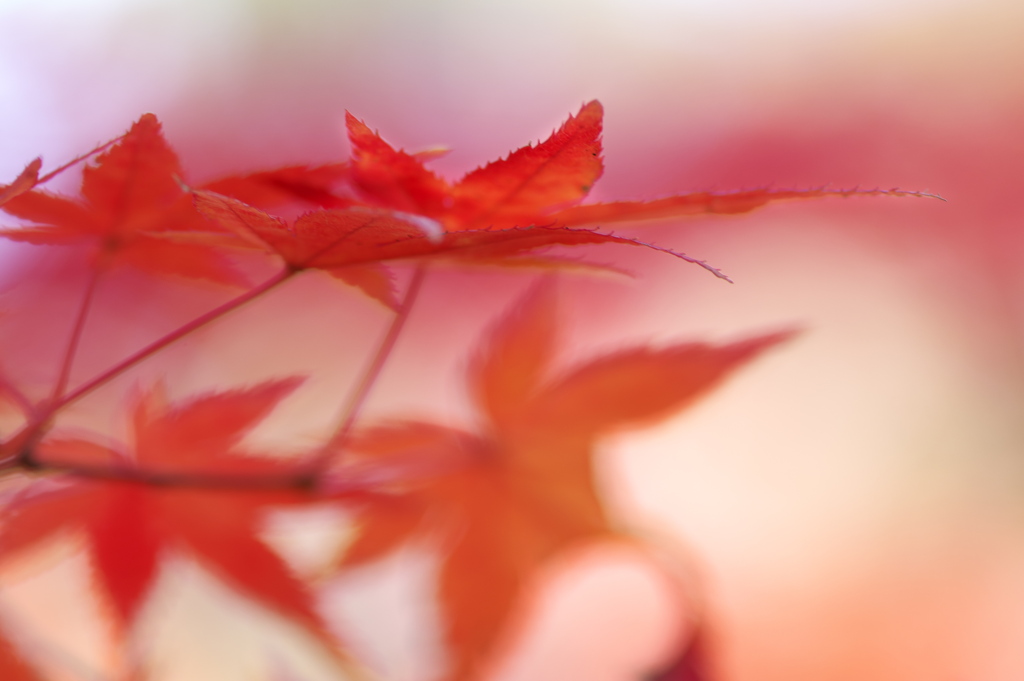 住吉神社の紅葉（モミジ）２