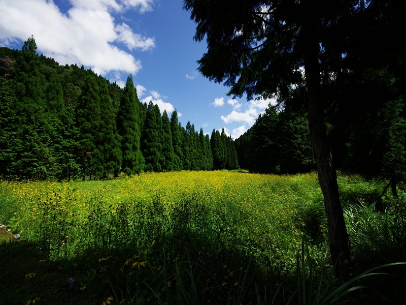 花脊のルドベキア２