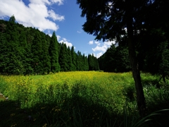 花脊のルドベキア２