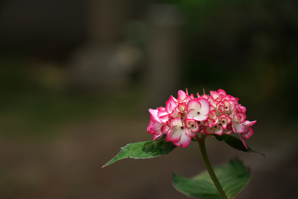 神社のアジサイが咲いた１