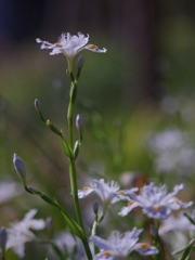 春来る１９（射干）