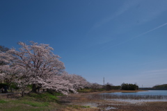 いこいの村はりまにて（サクラと池）