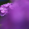 紫陽花（アジサイ）三昧６