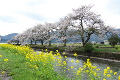 奥琵琶湖桜三昧３（余呉湖）