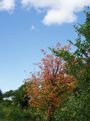 深まりゆく秋２（桜の紅葉２）