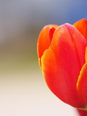 ボケの世界（マクロ）２