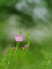 春の野草５（昼咲月見草）