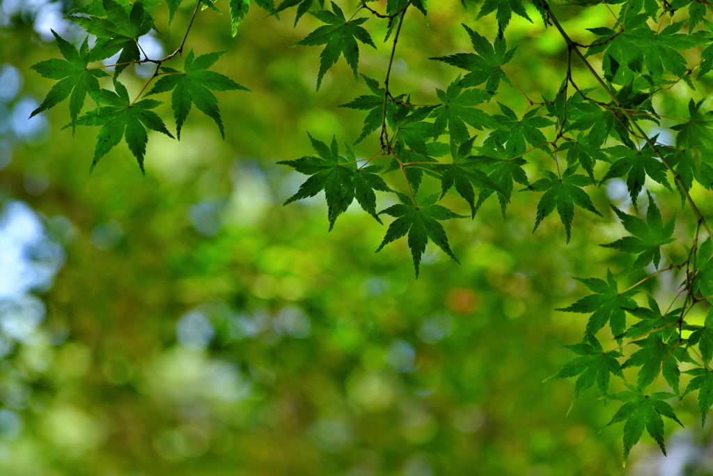 神社の青紅葉（モミジ）１