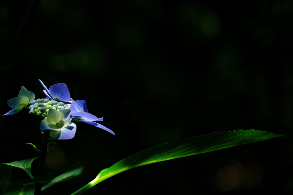 あじさい神苑の紫陽花（アジサイ）２