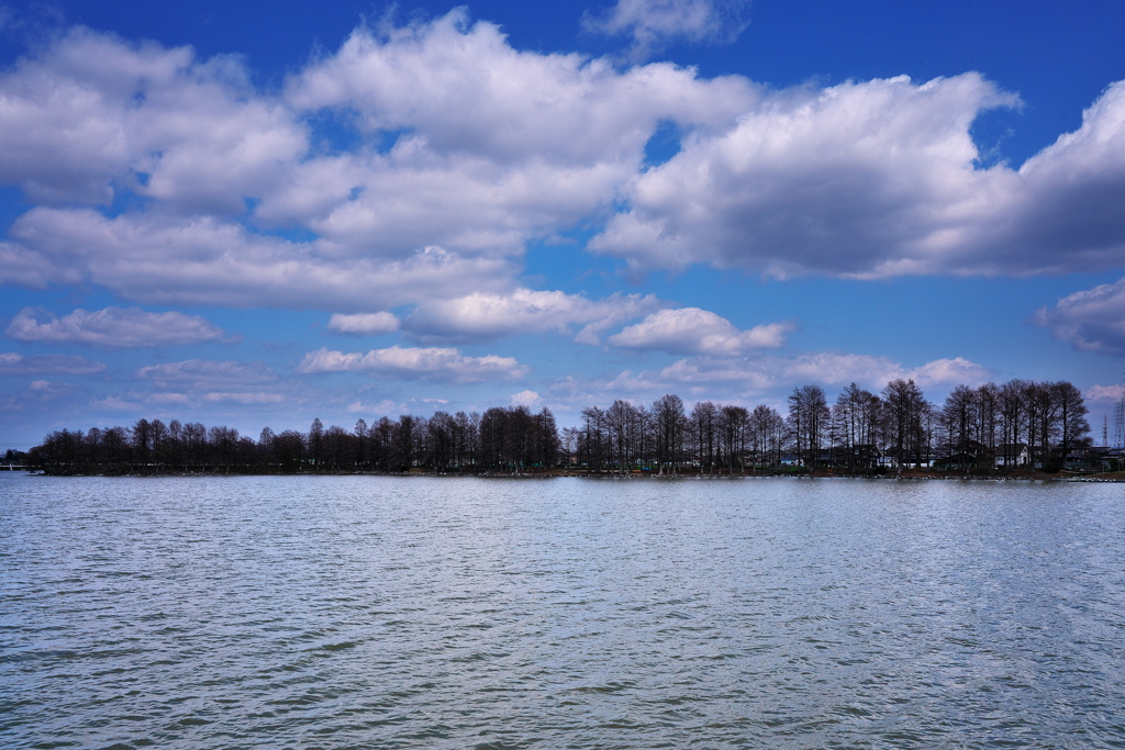 天満大池公園の落羽松（ラクウショウ）４