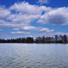 天満大池公園の落羽松（ラクウショウ）４