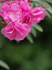 春から夏へ（花の移ろい８）