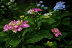 住吉神社の紫陽花（アジサイ）１