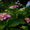 住吉神社の紫陽花（アジサイ）１