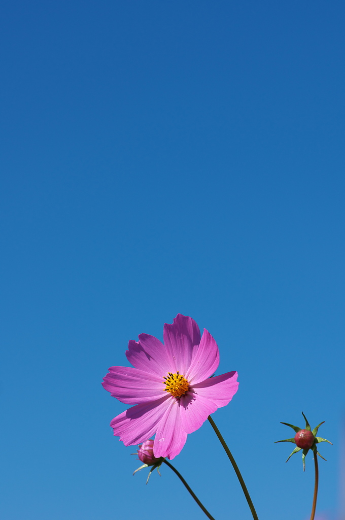青空に秋桜（コスモス）は似合う