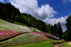 芝桜の小道１