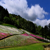 芝桜の小道１