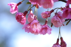 神社に咲く早咲きのサクラ３