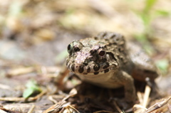 田圃のツチガエル