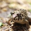 田圃のツチガエル