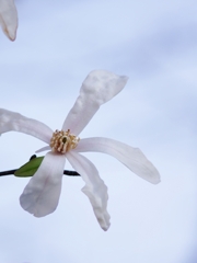 春来る２（辛夷）