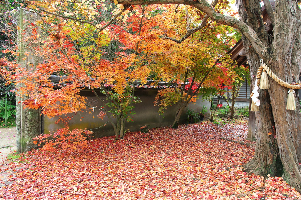 神社の紅葉３