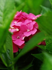 三室戸寺２（紫陽花２）