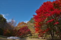 神戸市立森林植物園にて１（もみじ谷）