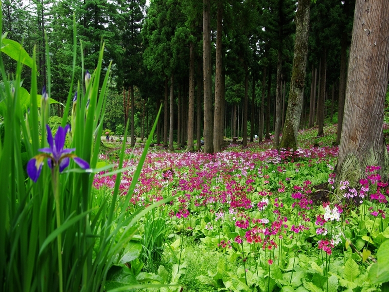 九輪草３（宇津江四十八滝）