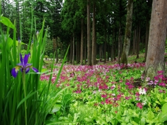 九輪草３（宇津江四十八滝）