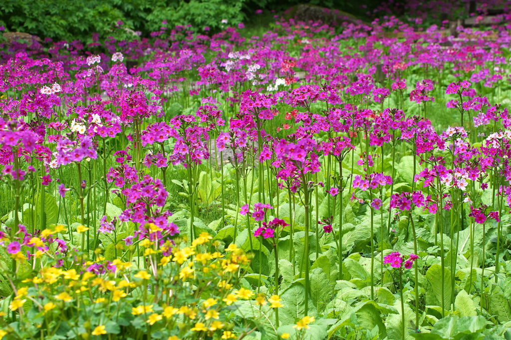 六甲高山植物園の九輪草（クリンソウ）３