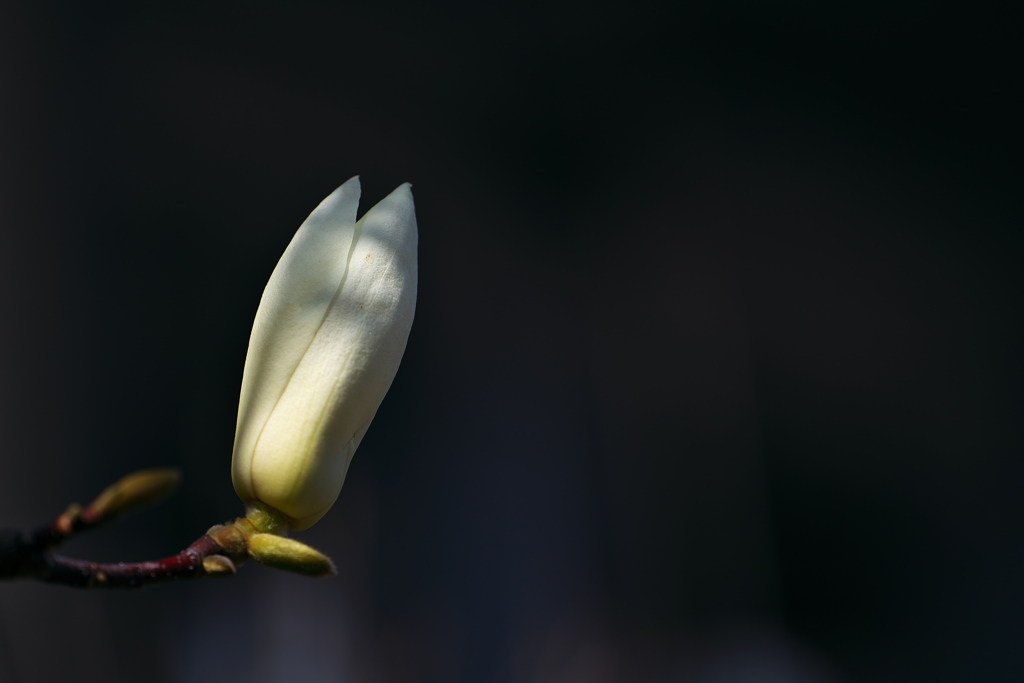 初春に咲く白木蓮（ハクモクレン）２