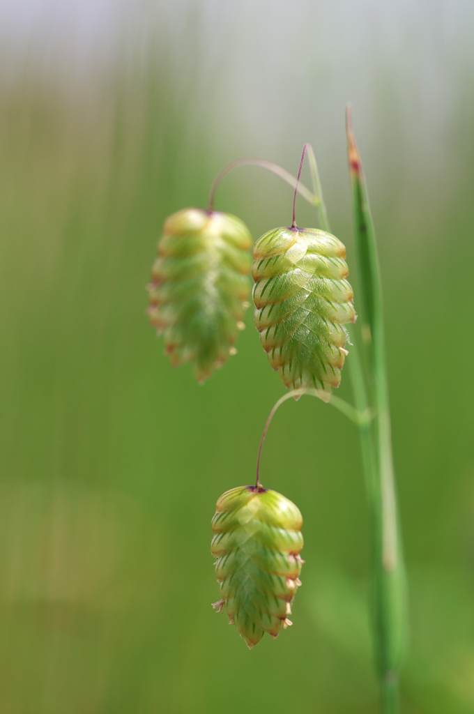 空き地に咲く小判草（コバンソウ）