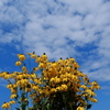 真夏の花ルドベキア
