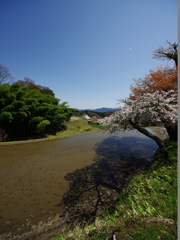 三多気（みたけ）の桜３