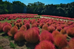 万博記念公園のコキア１