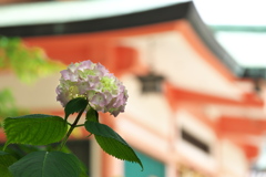 神社の紫陽花（アジサイ）が咲いた２