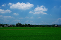 仲夏の里山の風景２